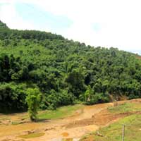 Tin tức trong ngày - Tan nát những cánh rừng thiêng