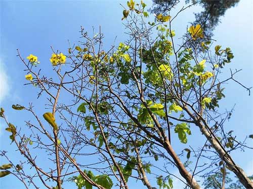 Mai vàng nở rực bất thường ở Huế sau 3 thập kỷ - 8