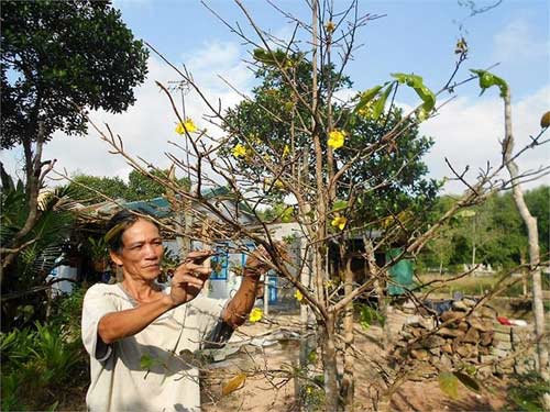 Mai vàng nở rực bất thường ở Huế sau 3 thập kỷ - 9