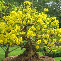 Phi thường - kỳ quặc - Mai vàng nở rực bất thường ở Huế sau 3 thập kỷ