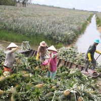Thị trường - Tiêu dùng - Nghịch lý tại ĐBSCL: Thiếu trái cây xuất khẩu