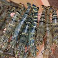 Thị trường - Tiêu dùng - TQ ngừng nhập tôm: Chỉ để phòng dịch?