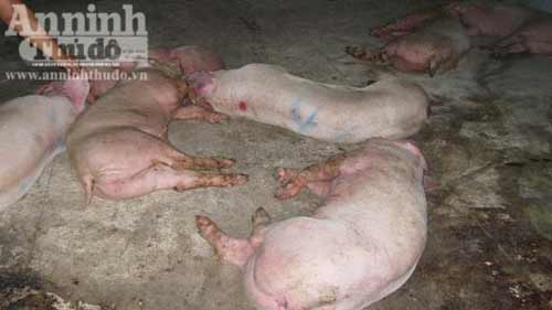 Cán bộ làm ngơ: Lò mổ giết thịt lợn bệnh - 1
