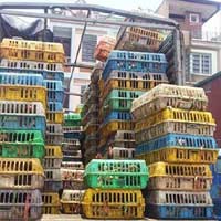 Thị trường - Tiêu dùng - ‘Mở đường’ cho gà lậu giết gà nội