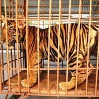 Tin tức trong ngày - "Nuôi hổ như nuôi lợn" là có thật