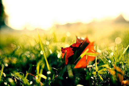 Thơ tình: Chiếc lá cô đơn - 1