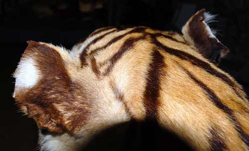 Tiêu bản hổ ở viện sinh học bị cắt trộm tai - 2