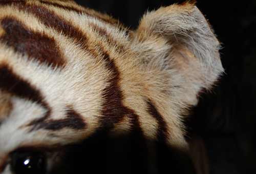 Tiêu bản hổ ở viện sinh học bị cắt trộm tai - 3