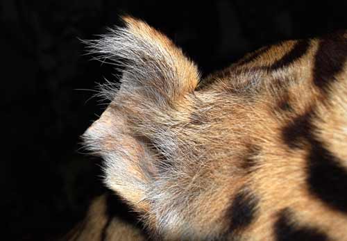 Tiêu bản hổ ở viện sinh học bị cắt trộm tai - 4