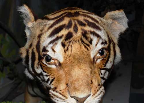 Tiêu bản hổ ở viện sinh học bị cắt trộm tai - 1