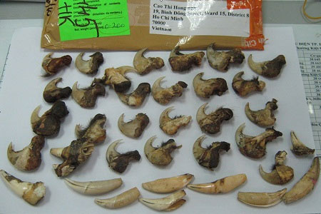 Săn lùng "thuốc tiên" từ nanh vuốt sư tử - 1