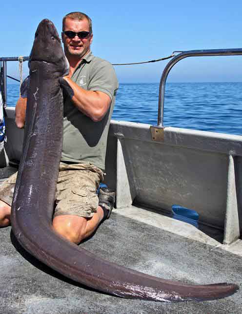Con cá chình khổng lồ nặng tới 45kg - 1