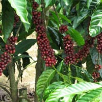 Thị trường - Tiêu dùng - Cà phê: Tồn kho giảm, giá vẫn chưa tăng