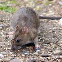 Sức khỏe đời sống - Phát hiện chuột cống mang virút gây bệnh