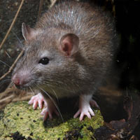 Sức khỏe đời sống - TP.HCM: Nỗi lo gia tăng bệnh dịch từ chuột cống