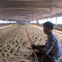 Thị trường - Tiêu dùng - Đóng cửa trại gà vì gà nhập