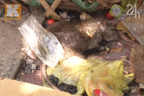 Dân TP HCM nháo nhào diệt chuột - 8