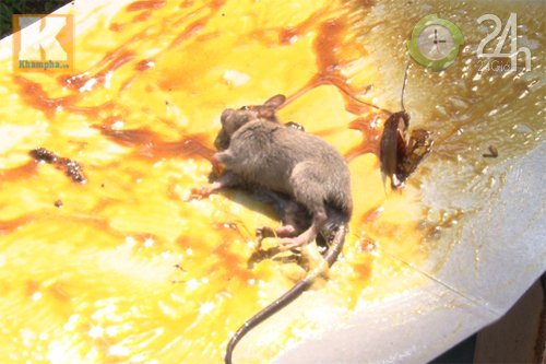 Dân TP HCM nháo nhào diệt chuột - 9