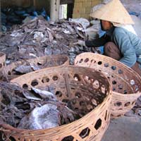 Thị trường - Tiêu dùng - Giá mực khô rớt thê thảm