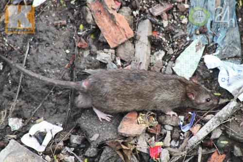 Dân TP HCM nháo nhào diệt chuột - 1