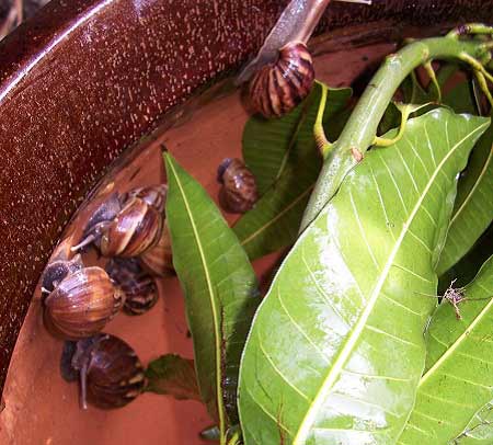 Làm đẹp bằng... dịch nhầy ốc sên - 2