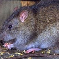 Sức khỏe đời sống - Người dân phấp phỏng lo chuột cắn