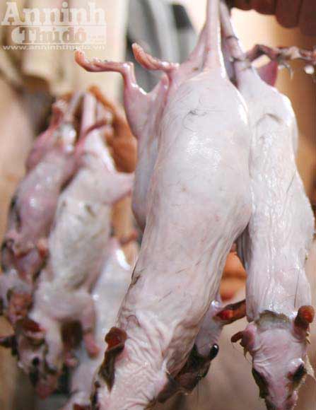 Truy bắt "thằng tý" gieo bệnh cho người - 9