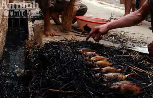 Truy bắt "thằng tý" gieo bệnh cho người - 10