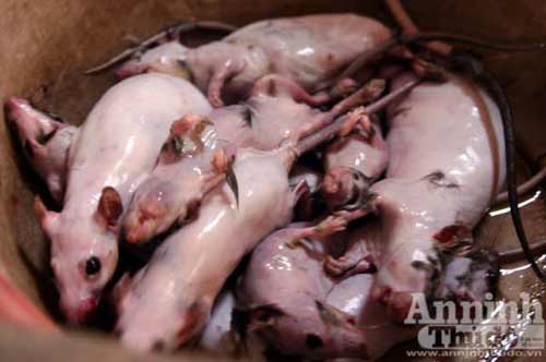 Truy bắt "thằng tý" gieo bệnh cho người - 1