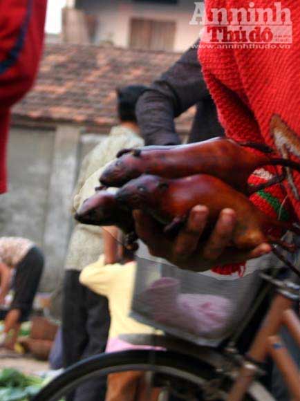 Truy bắt "thằng tý" gieo bệnh cho người - 3