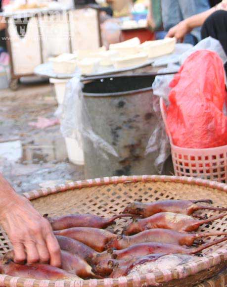 Truy bắt "thằng tý" gieo bệnh cho người - 6