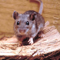 Sức khỏe đời sống - Virus từ chuột gây suy thận hoành hành