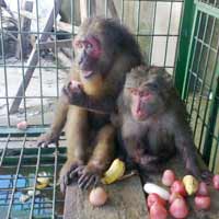 Tin tức trong ngày - Giải cứu thành công hai con khỉ quý hiếm
