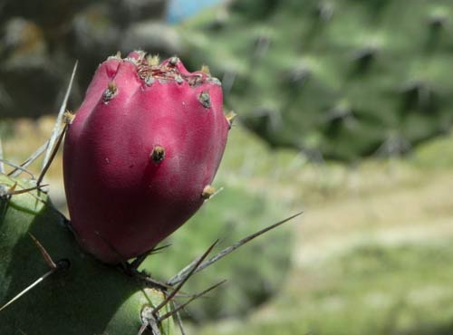 Cắm trại ở thảo nguyên Hòn Rơm - 10