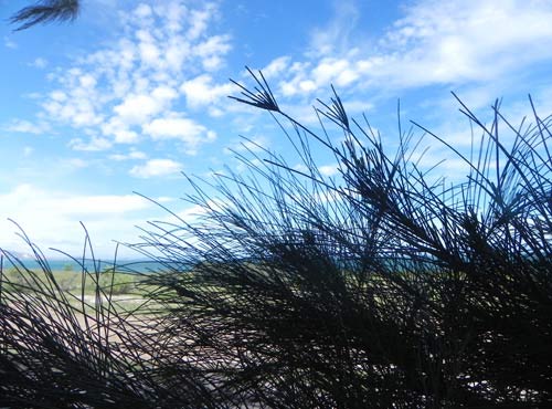 Cắm trại ở thảo nguyên Hòn Rơm - 8