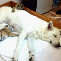 Phi thường - kỳ quặc - Chó làm mẹ nuôi của hổ