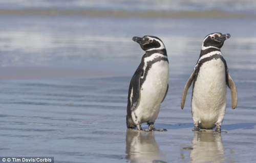 Cặp chim cánh cụt chung thủy nhất - 1