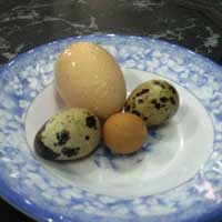 Tin tức trong ngày - Việt Nam xuất hiện trứng gà bé nhất thế giới