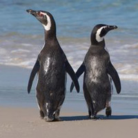 Phi thường - kỳ quặc - Cặp chim cánh cụt chung thủy nhất