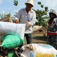 Thị trường - Tiêu dùng - Đổ xô gom lá điều khô bán cho thương lái