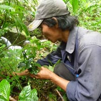 Tin tức trong ngày - Tận diệt cây kim cương vì thương lái TQ