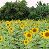 Du lịch - Đến Thái Lan ngắm cánh đồng hoa hướng dương