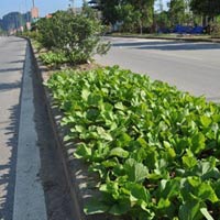 Thị trường - Tiêu dùng - Trồng rau... giữa đường quốc lộ