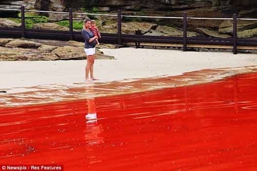 Nước biển chuyển thành màu đỏ như máu - 1