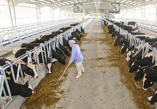 Sữa tươi tuyệt hảo nhập nhèm nguồn gốc - 1