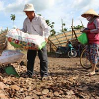 Thị trường - Tiêu dùng - Gom bán lá điều khô: Đề nghị công an vào cuộc
