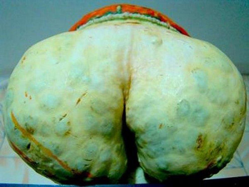 Đỏ mặt với các loại củ, quả sexy - 6