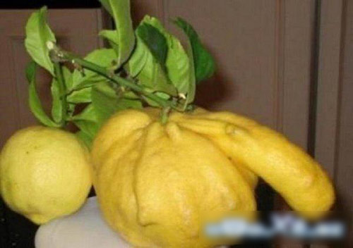 Đỏ mặt với các loại củ, quả sexy - 5