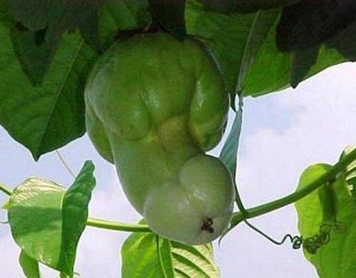 Đỏ mặt với các loại củ, quả sexy - 8