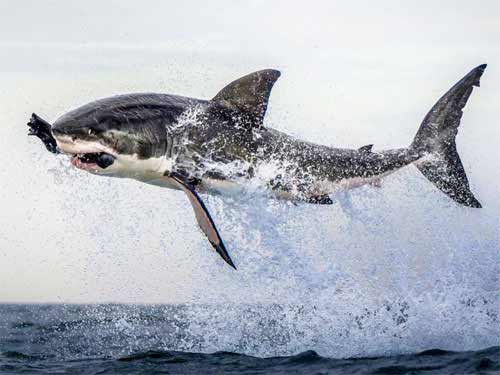 Nam Phi: Cá mập bay lên không trung để bắt mồi - 1